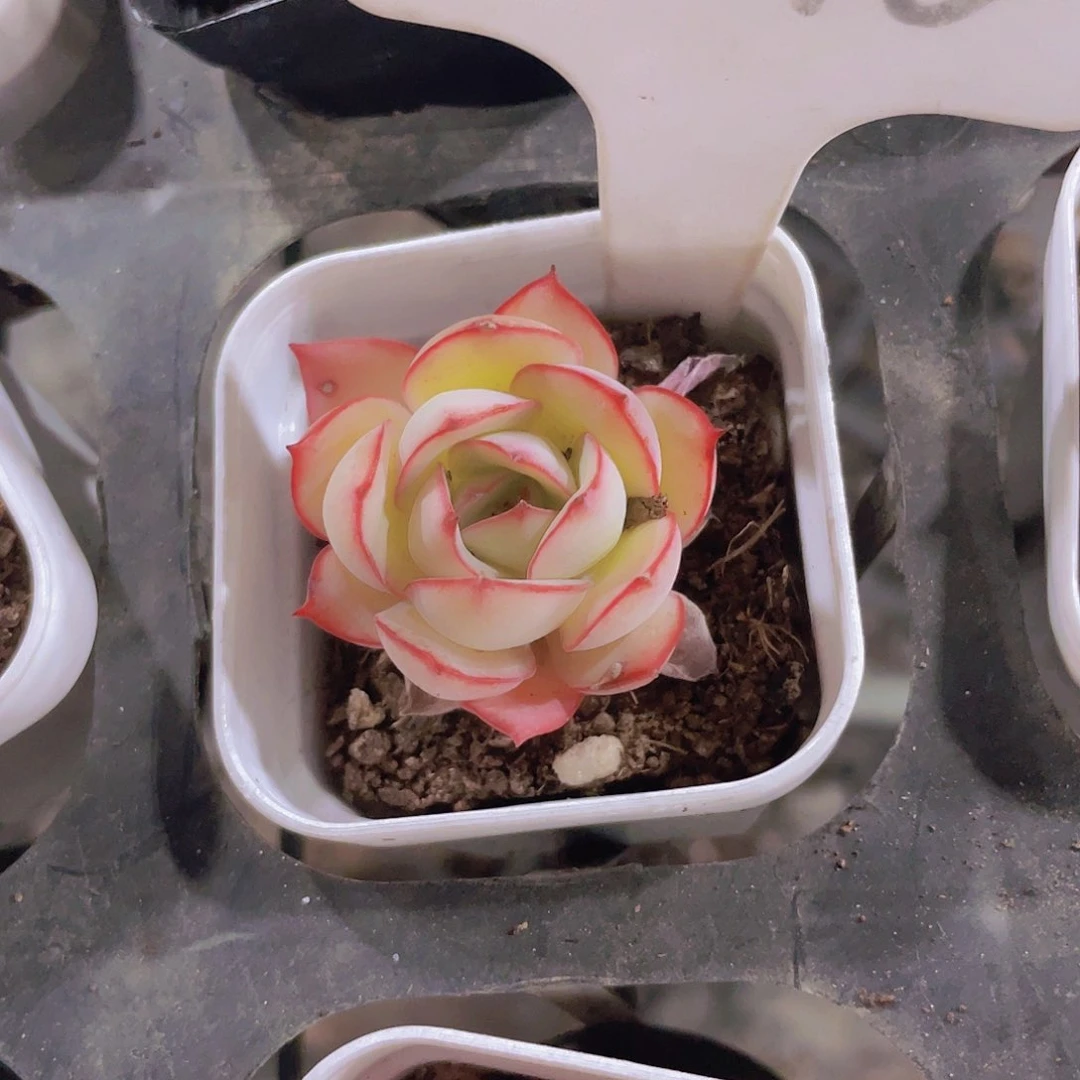 察***狗牡丹亭a046一物一拍