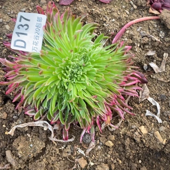 137金丝菊缀多肉植物