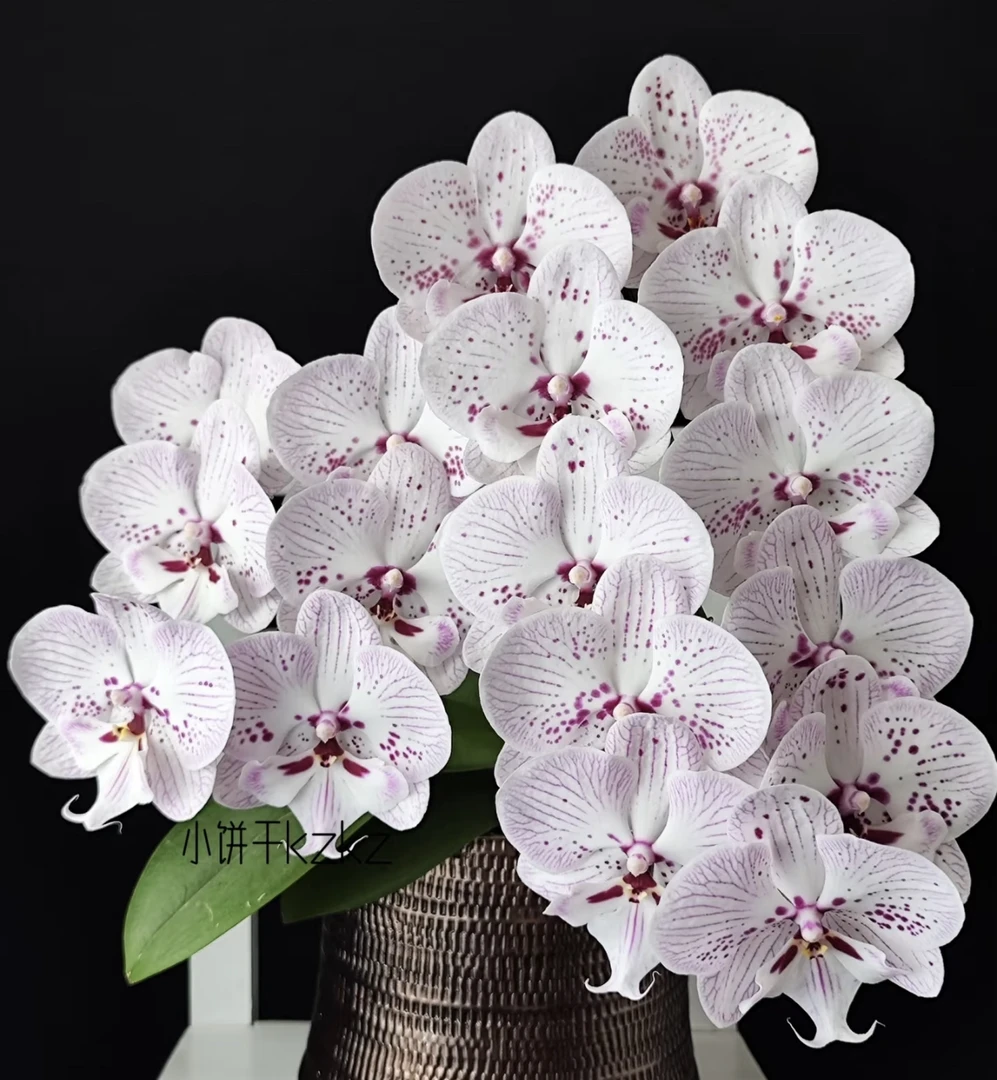 蝴蝶兰【再见萤火虫】3.5苗无花无剑