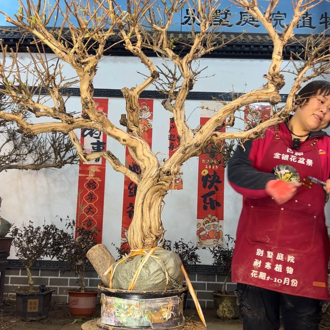 金银花8888888888
