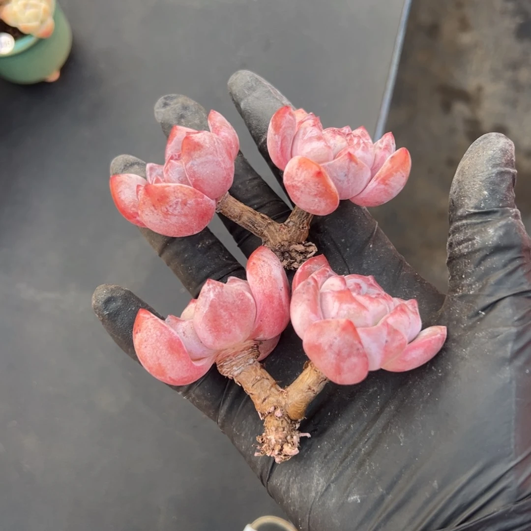 俩个高杆子星影000000