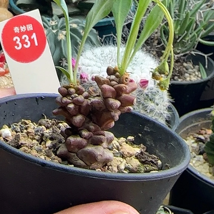 蛮鬼塔一棵36877668