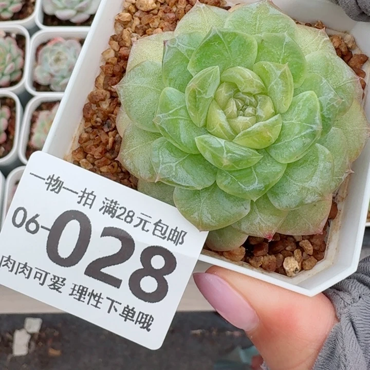 玻璃樽多肉无盆土发货多
