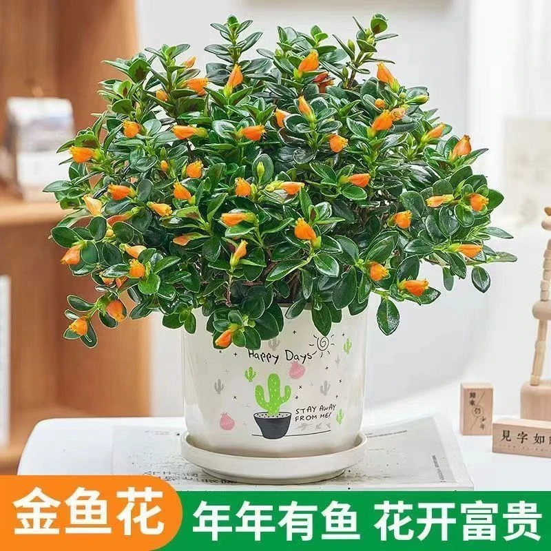 （不带花）大金鱼吊兰植物室内好养花卉开花净化空气甲醛批发