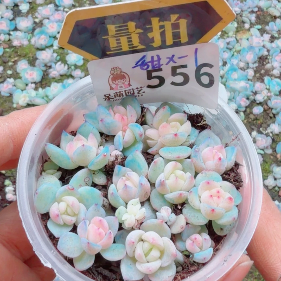多肉植物多肉植物
