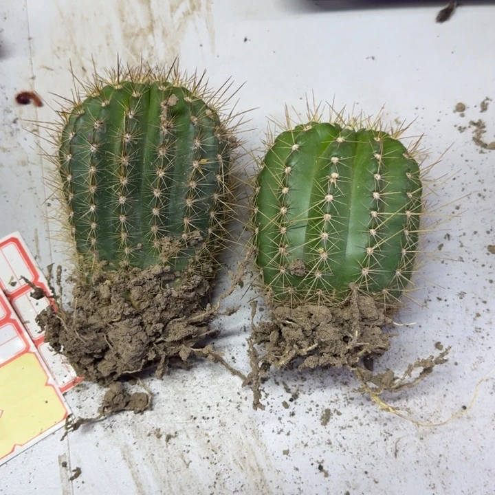 376新品毛花柱根脱土发货斑