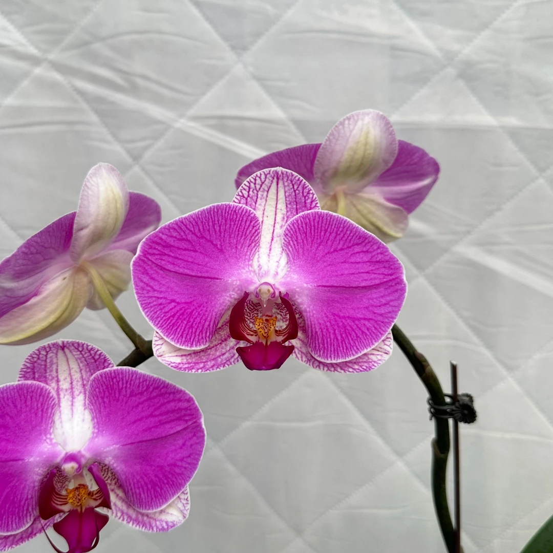 【聚宝情人】3.5杯 中大花