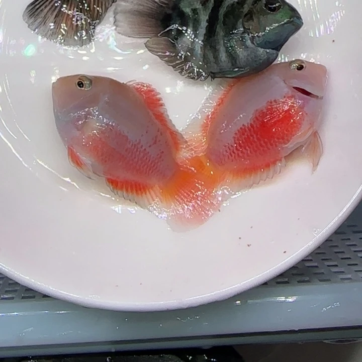 短鲷鱼黑尾胭脂2公2母