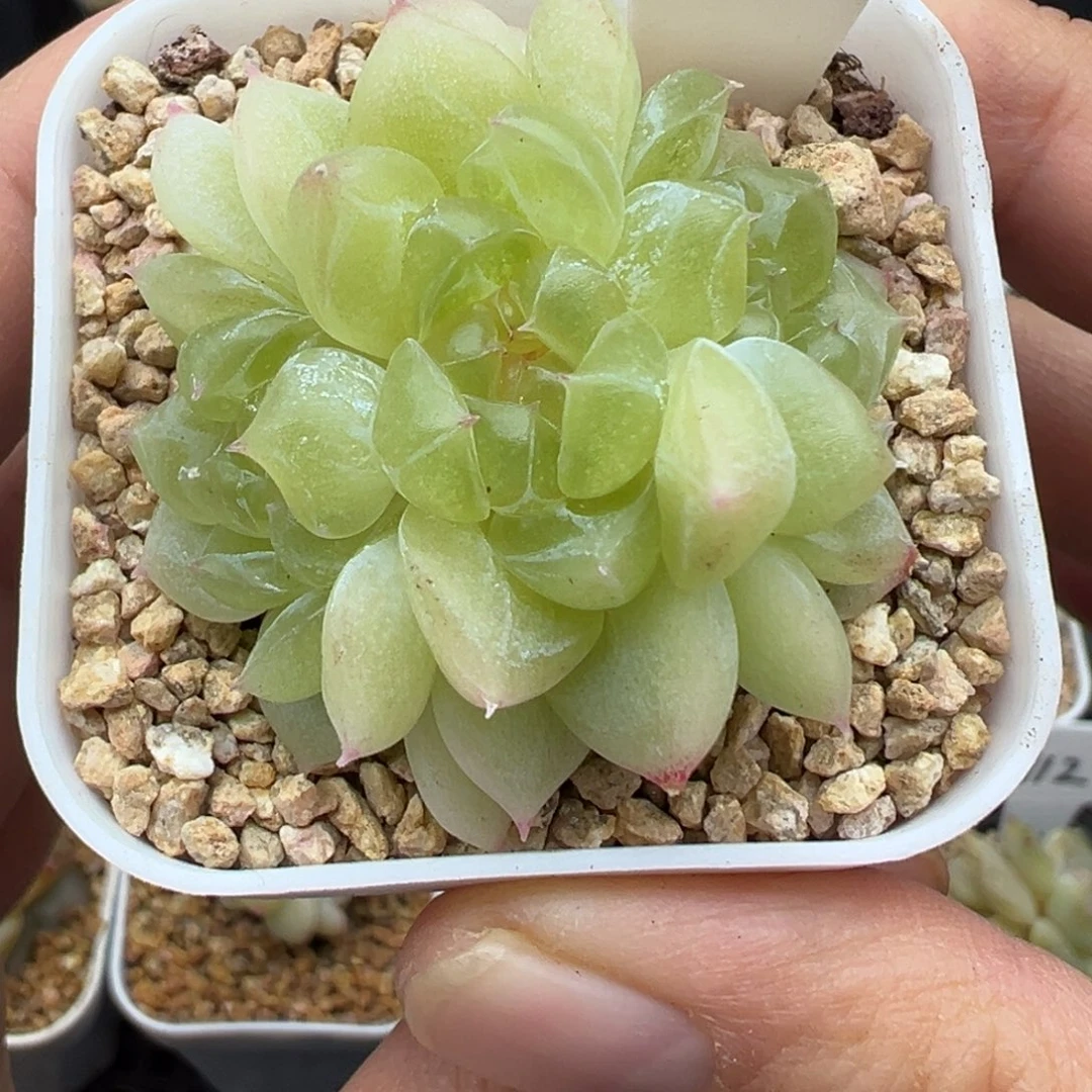 812号黄财晗雨多肉