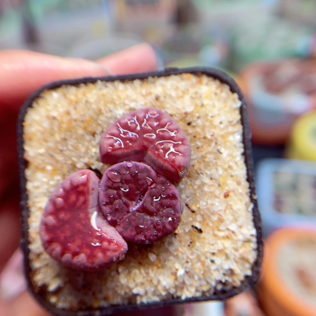 407. 567874468857977