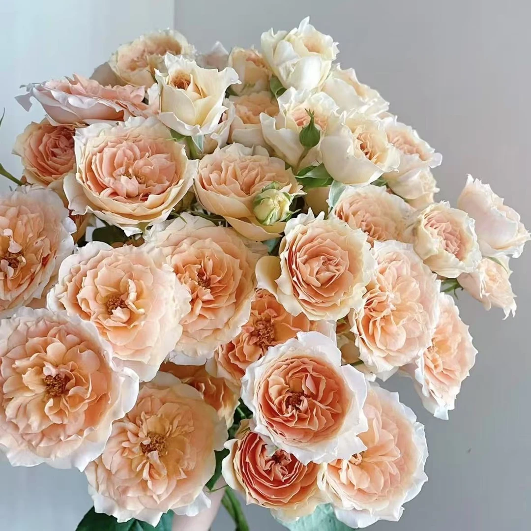 【植迷不误】杏色啦啦队多头玫瑰 居家 插花云南鲜花 基地包邮直发