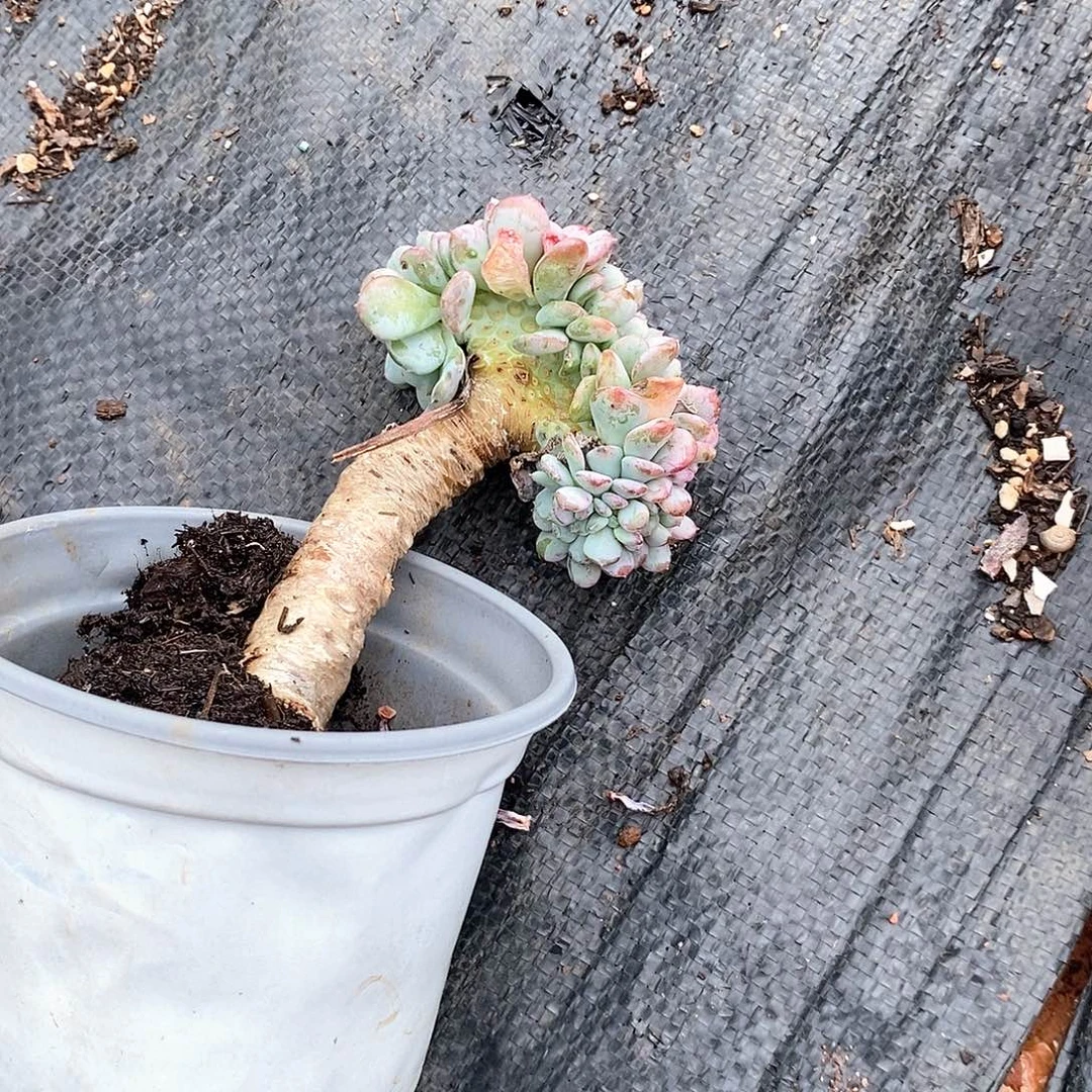 じ***a玛瑙缀化1颗多肉植物