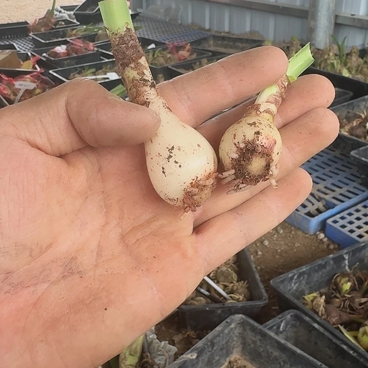 一诺千金朱顶红一棵2+