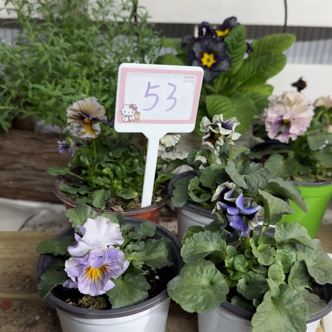 全部花朵1208 组合53号