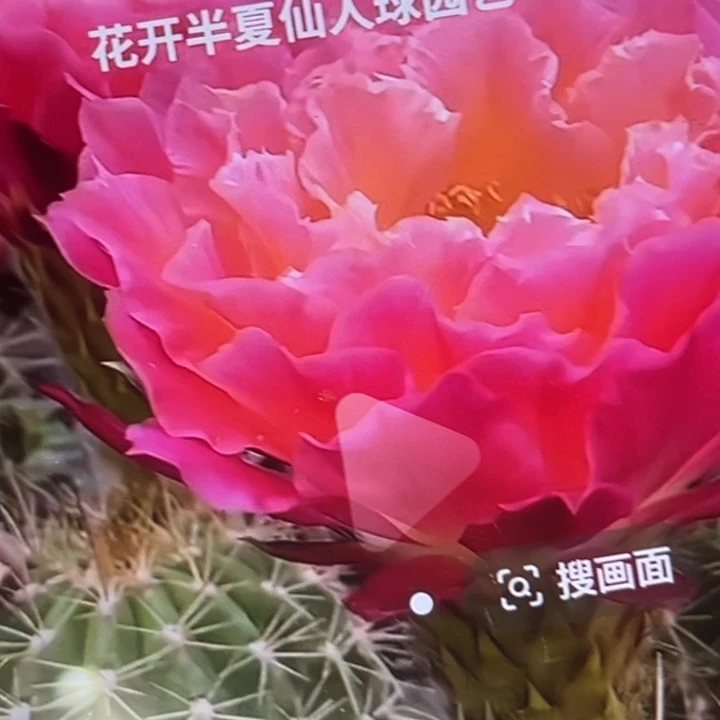 清清704根瑕疵仙人球