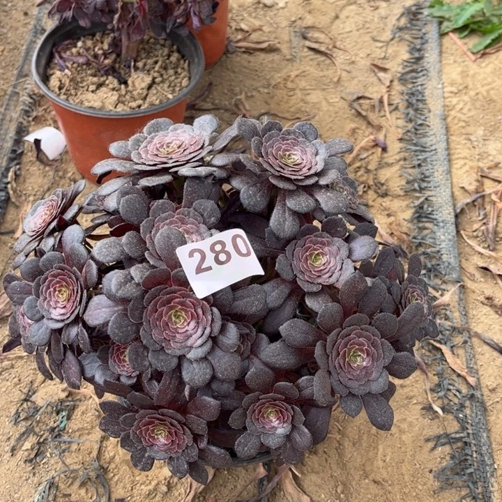 黑萝莉280不包断枝