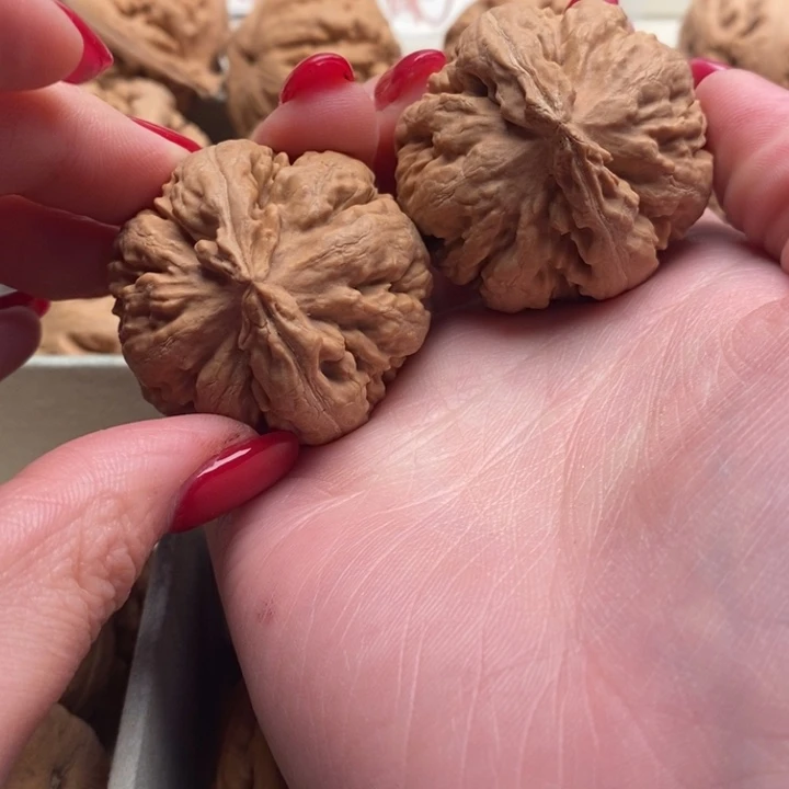 童***年霸王龙全全品无修一刀没动