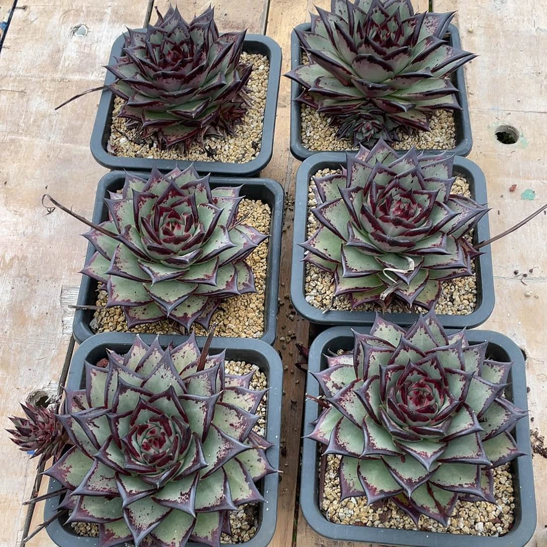 若如东云单拍乌木小量拍