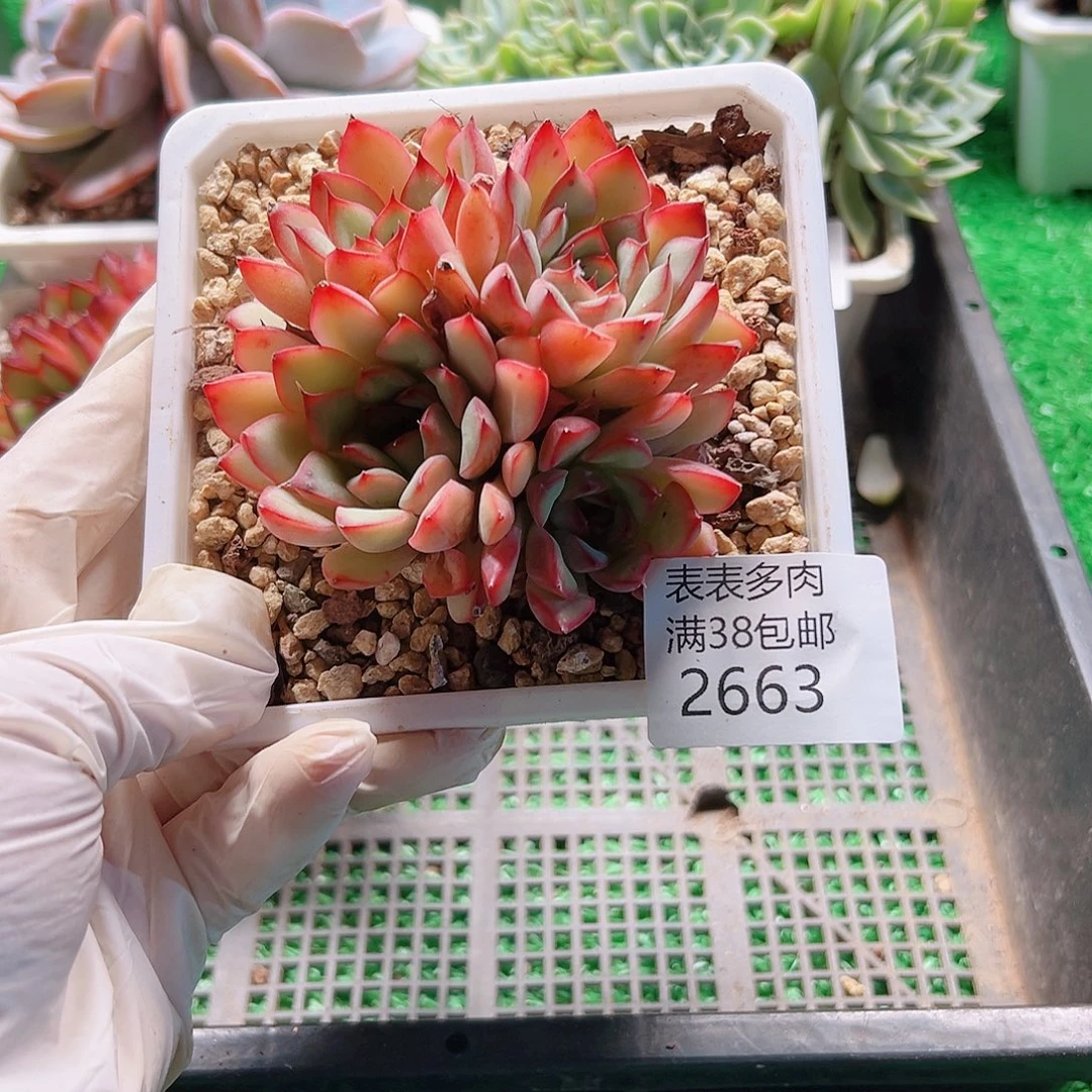 多肉一物一拍植物2663