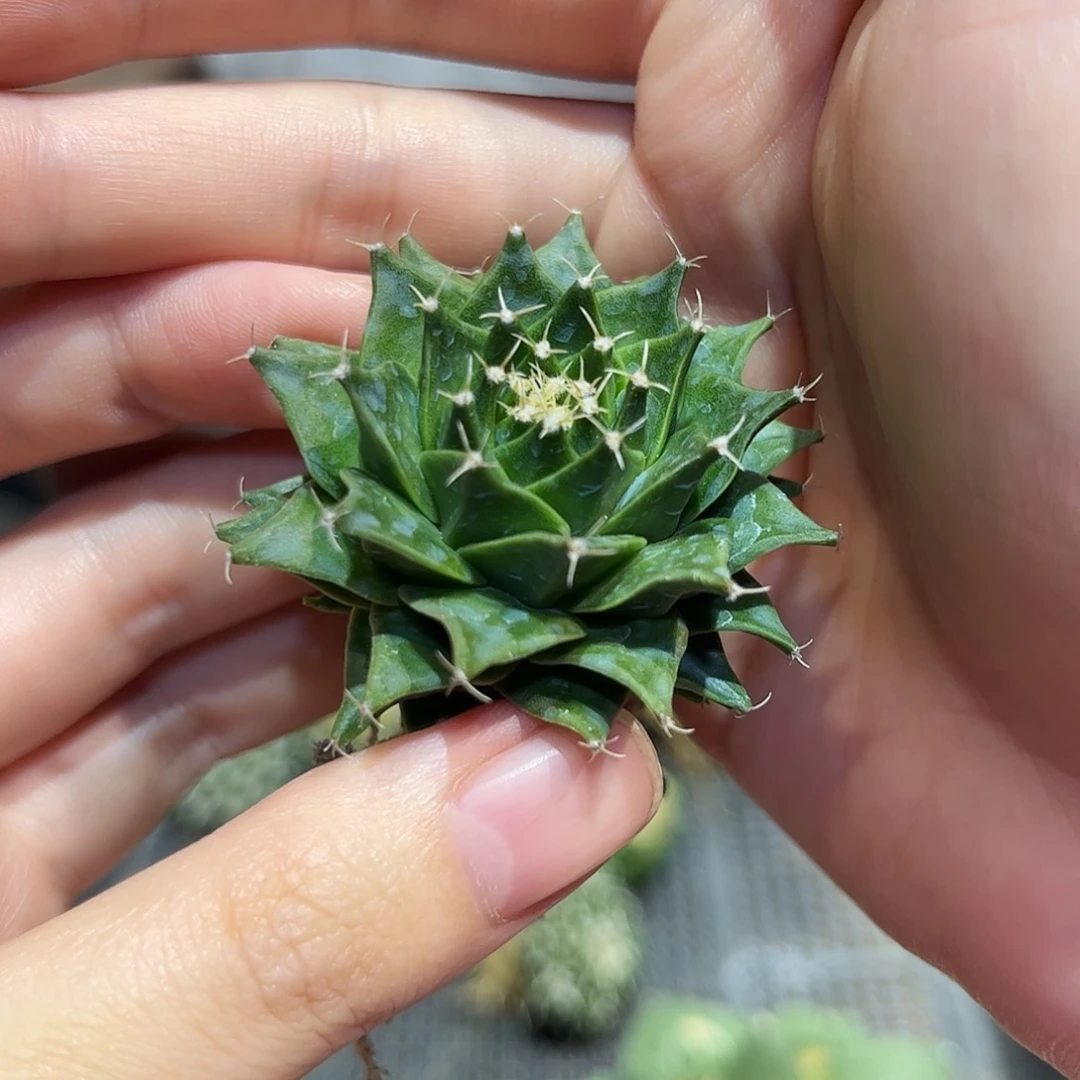 4.5cm实生大帝冠仙人球