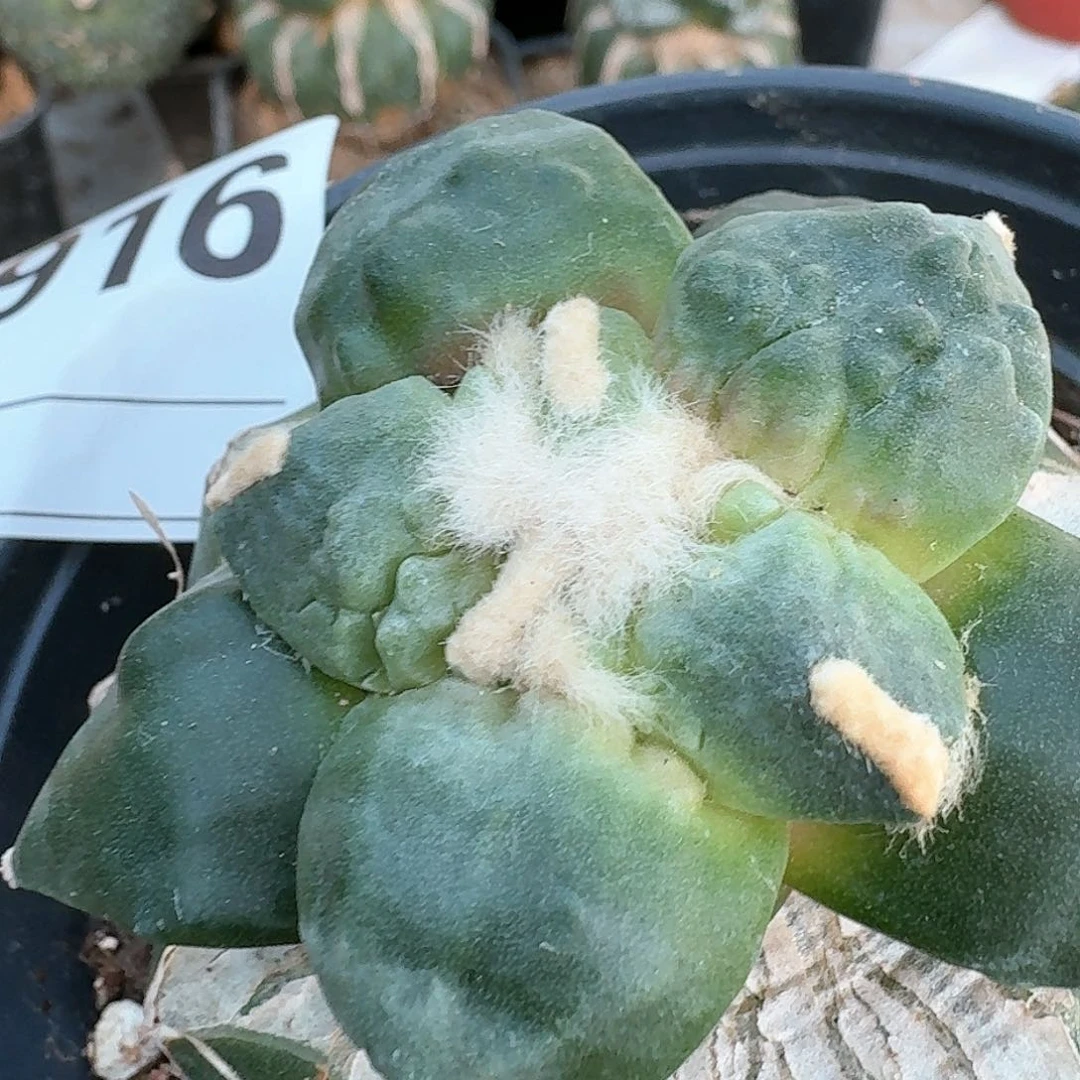 【闪购商品】迷***葵村主怒涛916