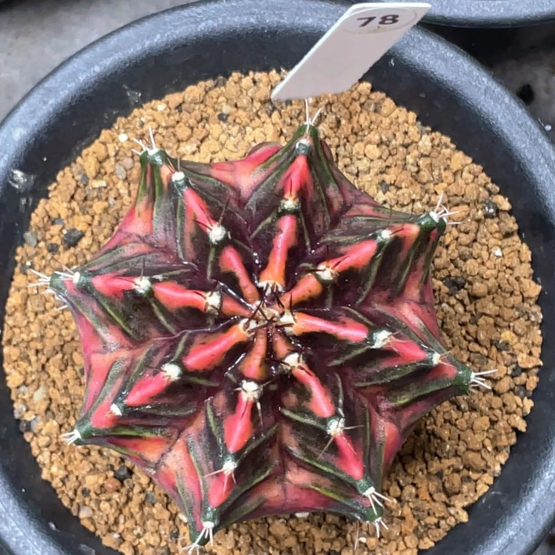 当前无花朵，栽培后可花朵斑马黑红米哈