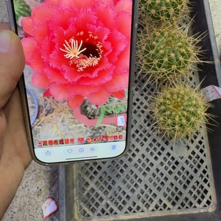 363毛五花牛无根侧牙7公分左右,20包邮