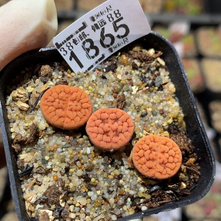 五****半Zzz精品生石花1865