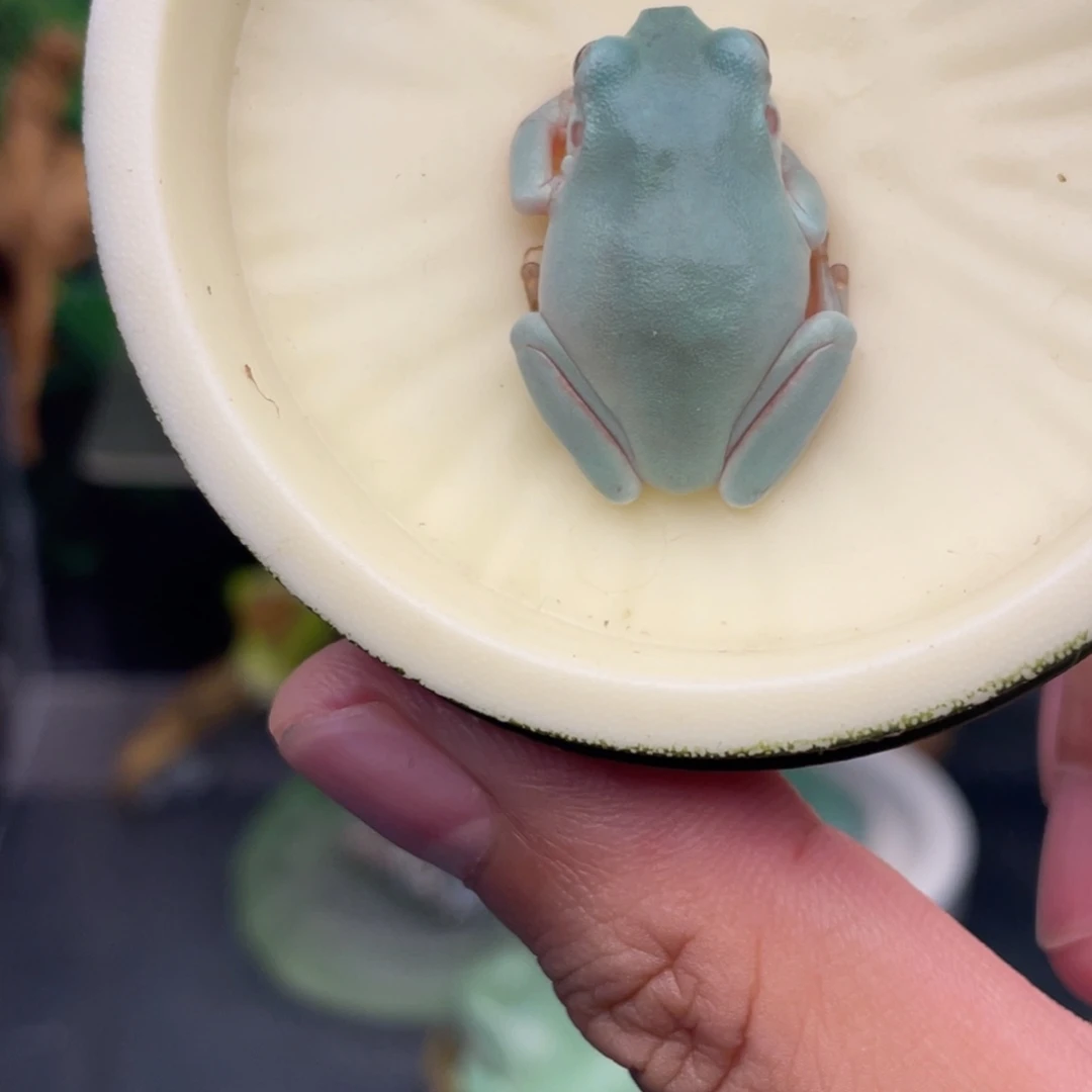 老爷树蛙12号湖蓝素皮