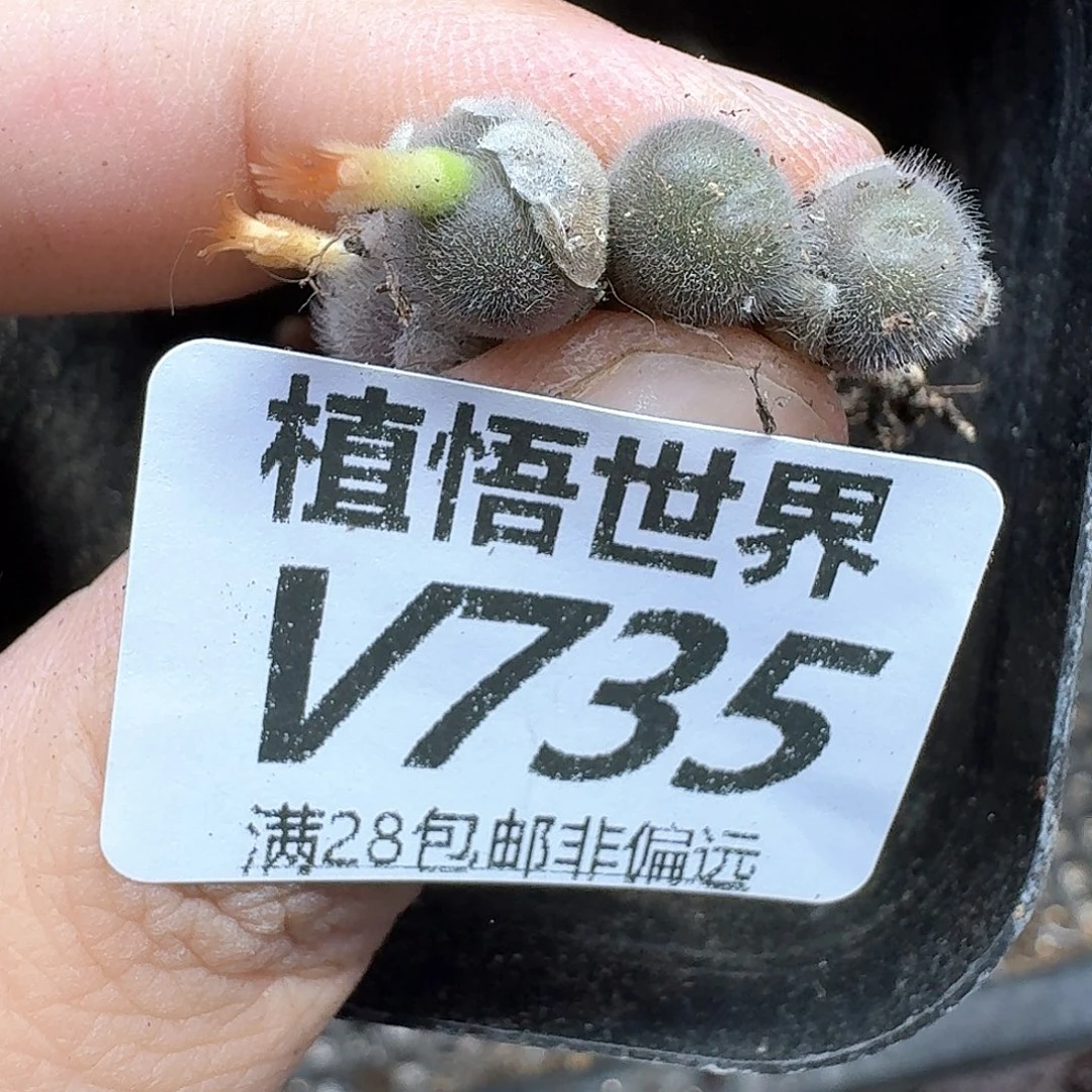 多肉植物的润泽egb