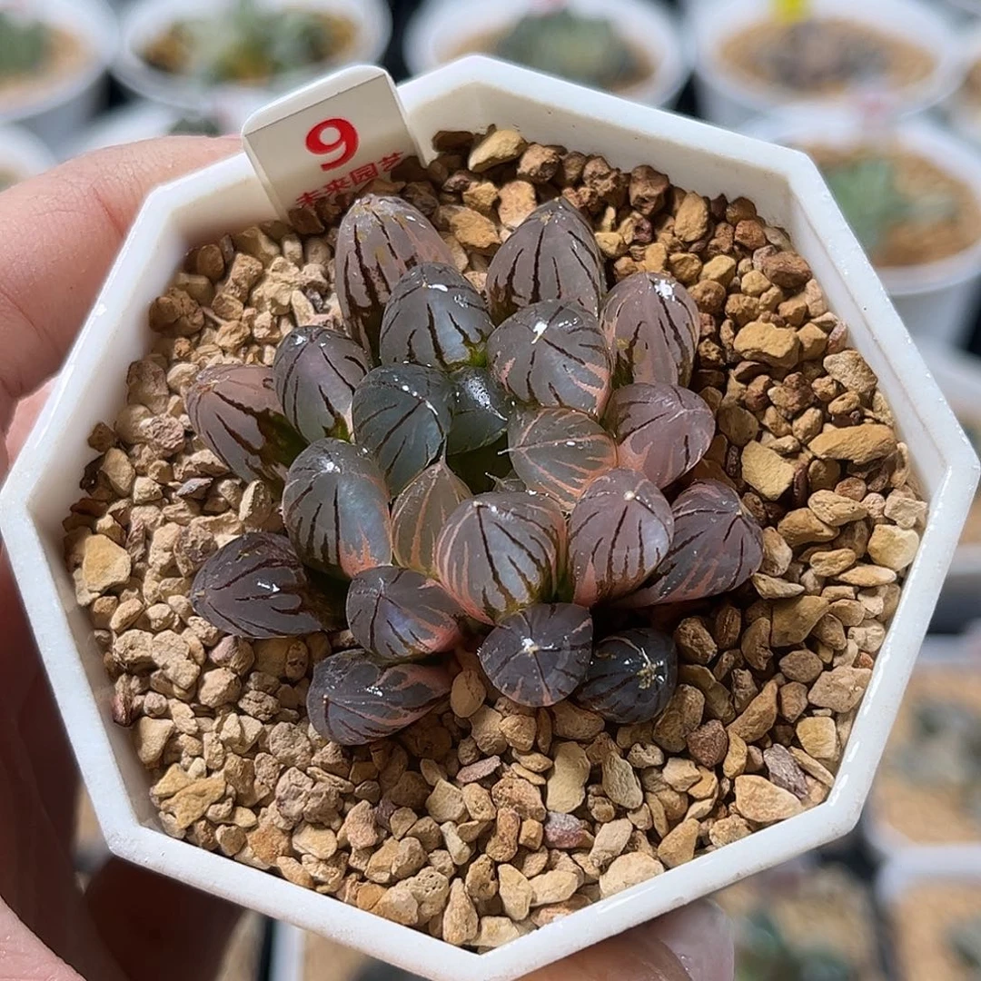 9霓虹灯玉露锦福利