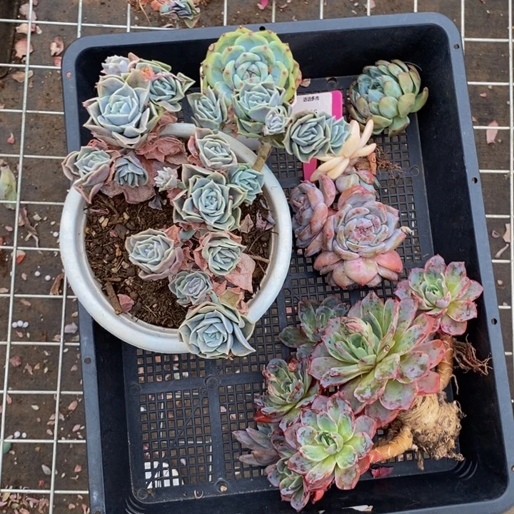 006框拍很丑破烂不售后