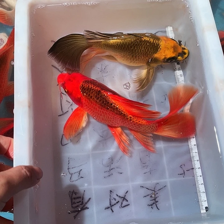 蝴蝶鲤鱼渔场直发111