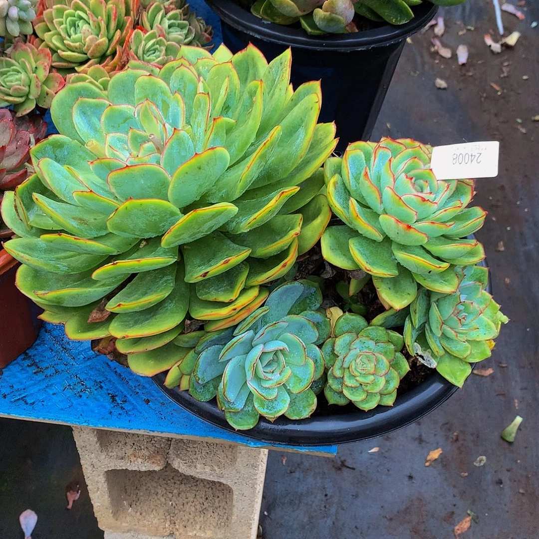 香***草     晨露多肉24008