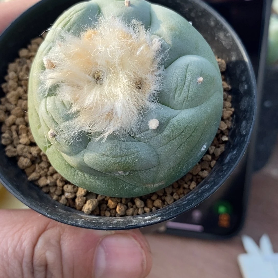 w***e无刺仙人球开花了