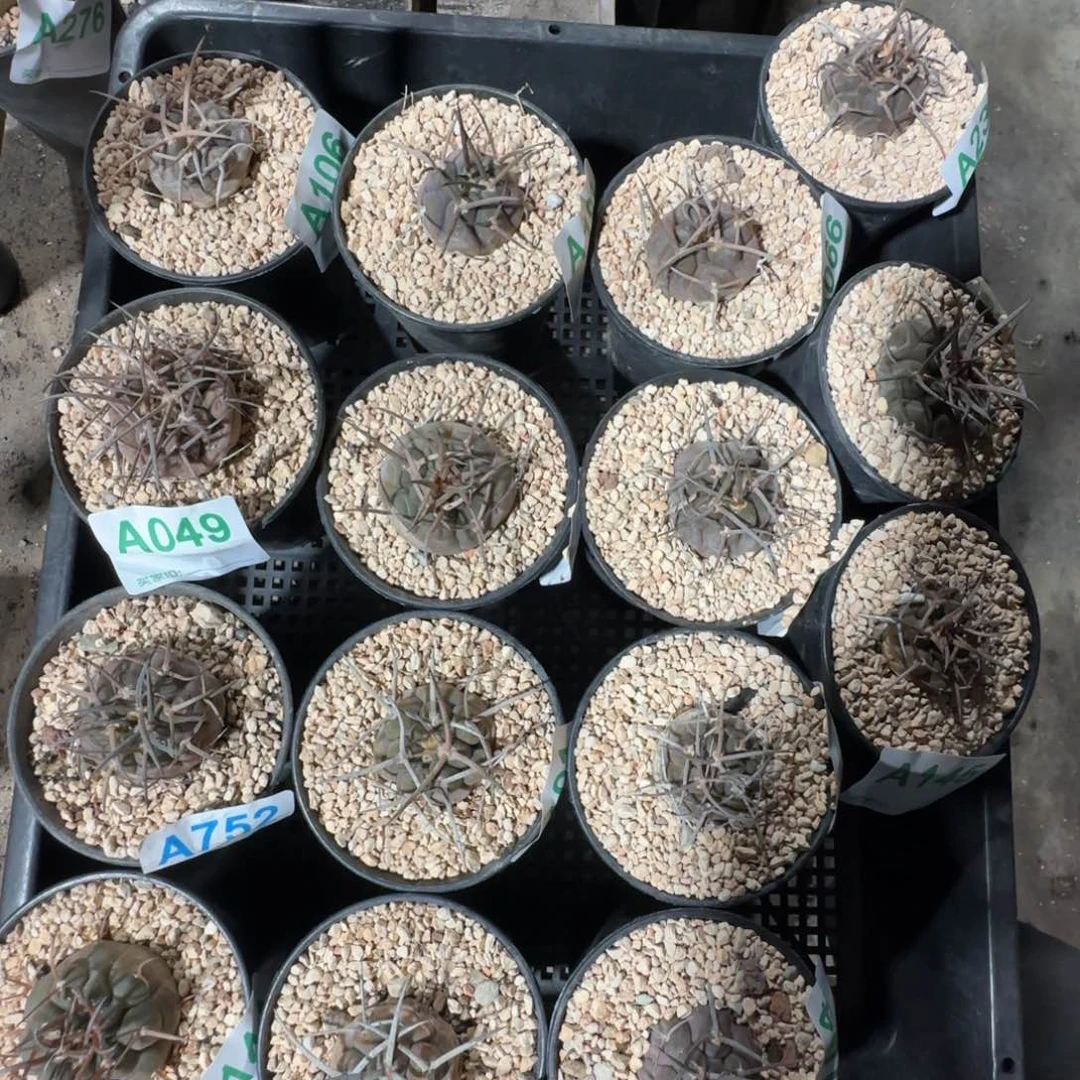 摩天龙 天平 15颗实生