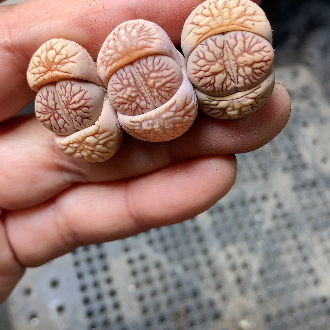 E169多肉植物保护研究所