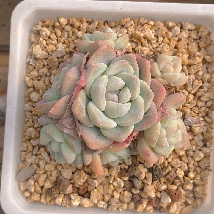 ℳ****多肉乐园精品冰玉