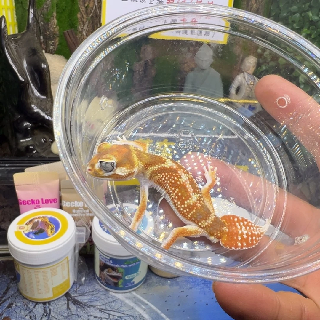 睫角守宫双隐弟弟成体