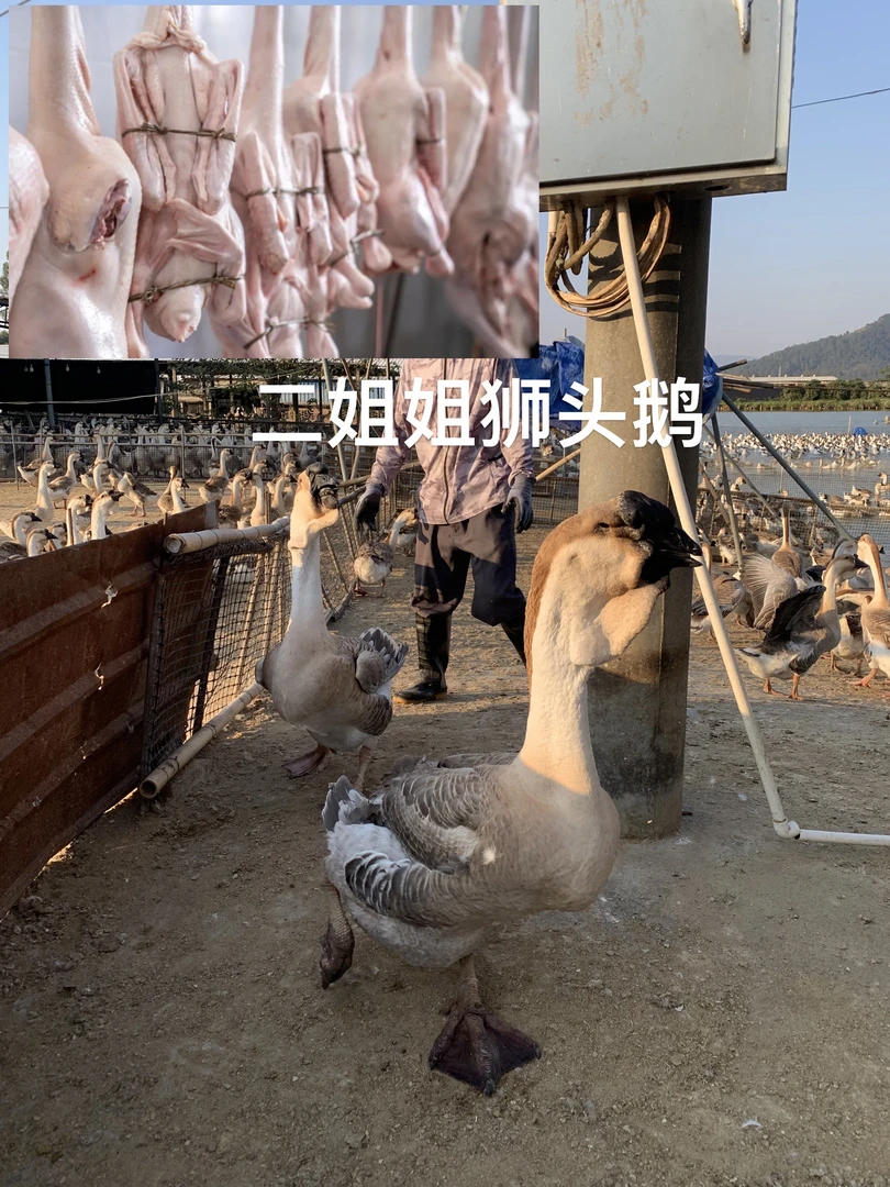 二姐姐 大大种狮头鹅 预包装鲜货