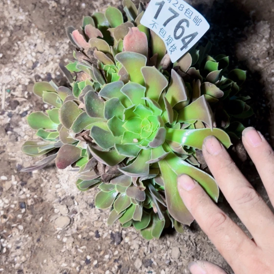 流星雨多肉植物1764法师