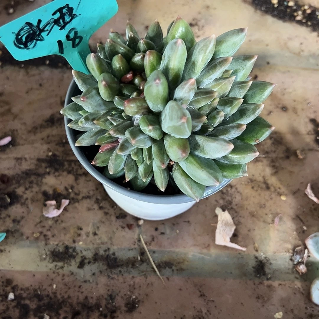 鹿***子重楼缀化多肉植物
