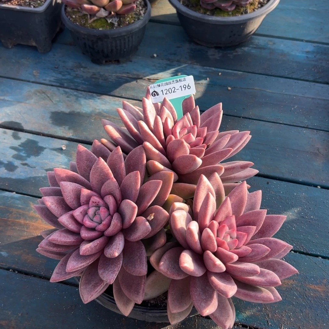 从前慢花园多肉编号1202-196