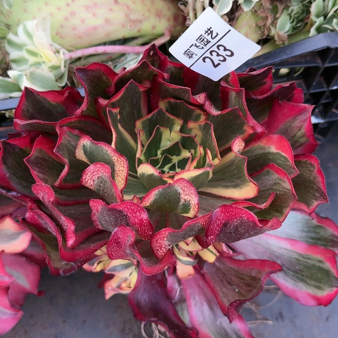 花*生233多肉 魅影捧花法师