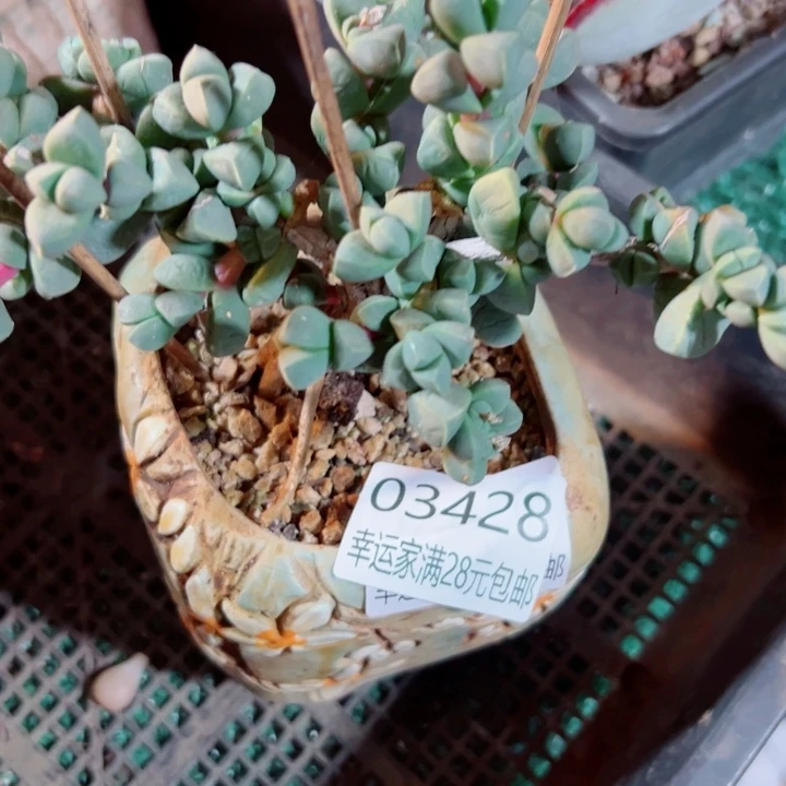 幸运儿的一个好消息