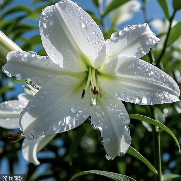 （白天霸）香水百合东北基地直发鲜花鲜切花顺丰包邮