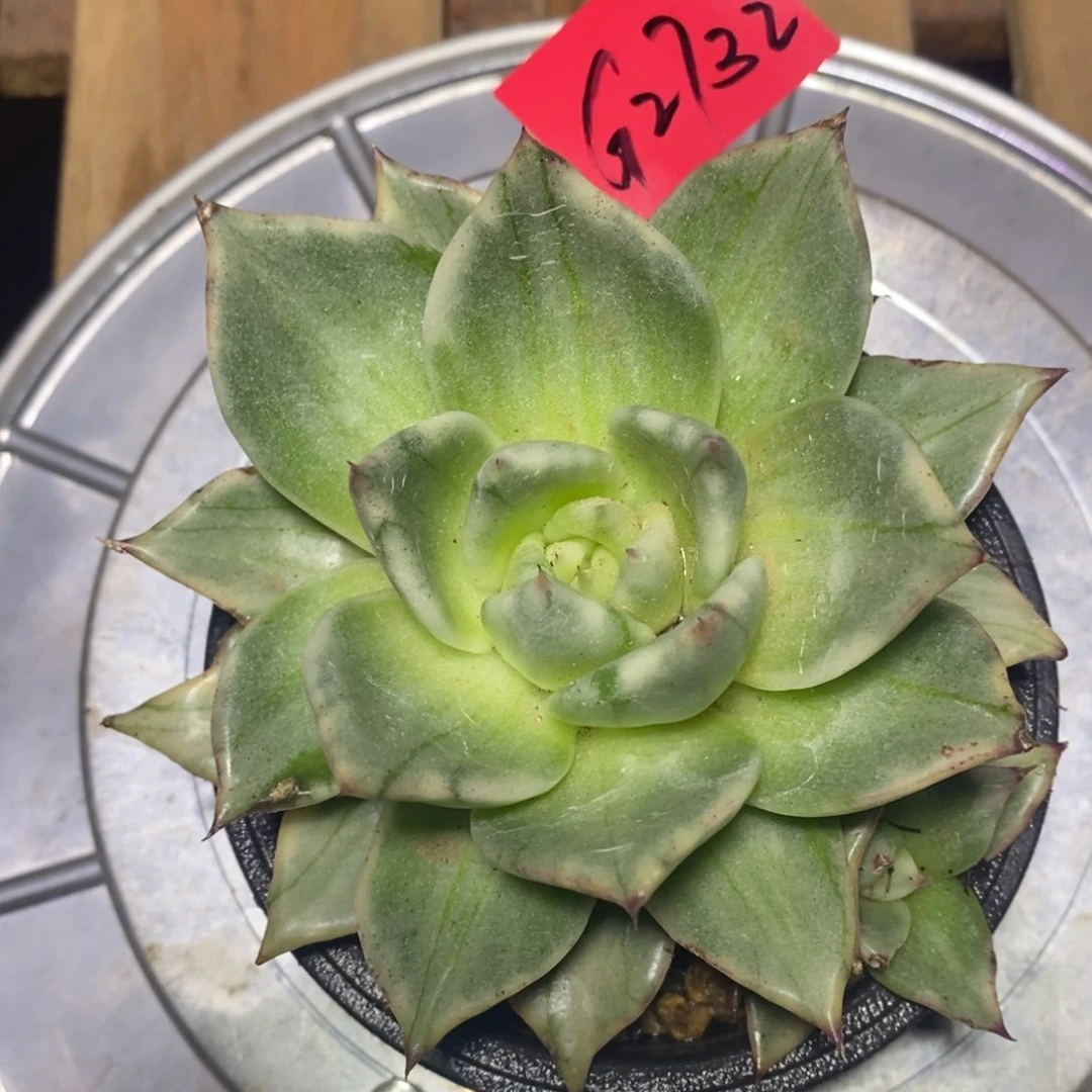 多肉植物多肉植物2732