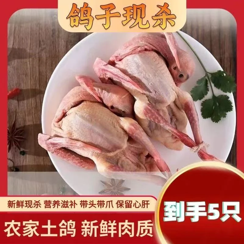 （拍3送2发5只）带内脏现杀散养土鸽新鲜滋补营养美味可煲汤烧烤