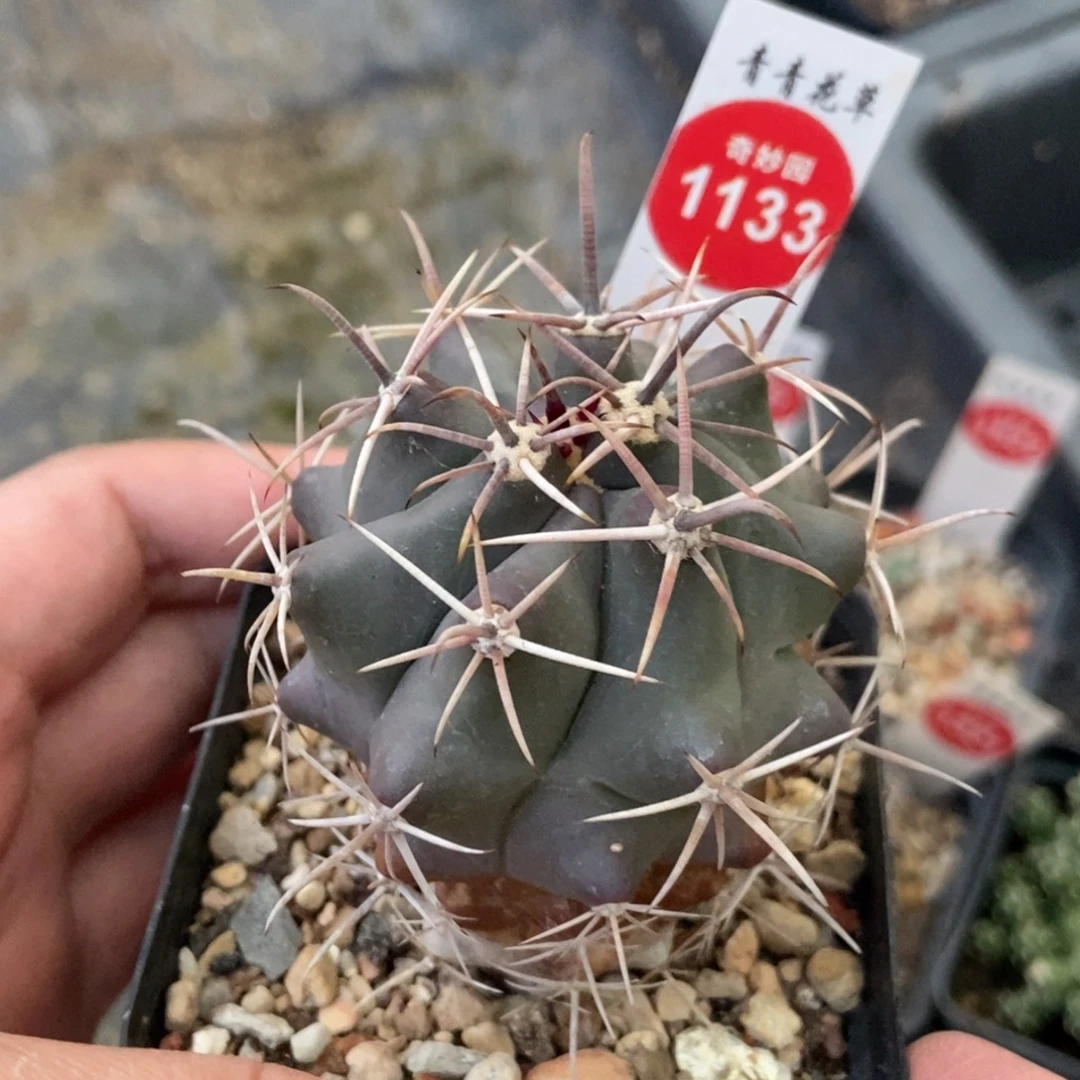 实生神仙玉一颗仙人球