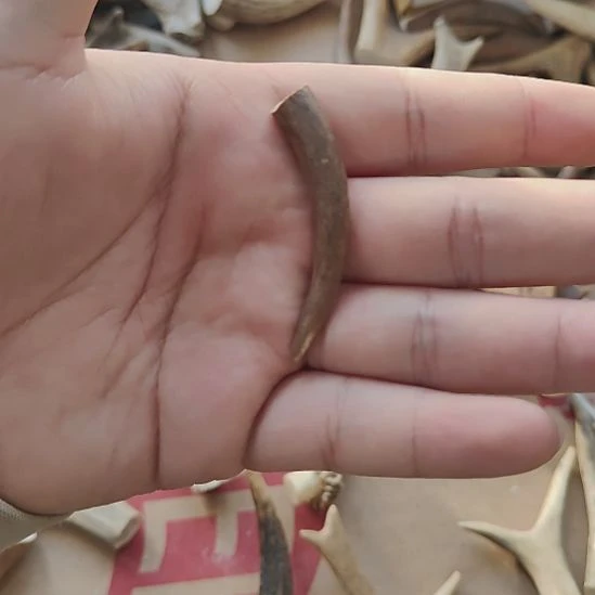 非金属鹿角精品小角